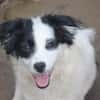 Hundekind sucht Bestplatz