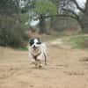 Hundekind sucht Bestplatz