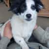 Hundekind sucht Bestplatz