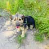 Roschka sucht ein Zuhause