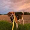 PIPPO-charmanter,verschmusterBeagle-Rüde