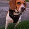 PIPPO-charmanter,verschmusterBeagle-Rüde