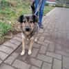 Liebe Hundeomi KATE sucht ♥