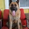 Ronja sucht ein Zuhause / Pflegestelle