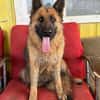 Ronja sucht ein Zuhause / Pflegestelle