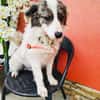Snoopy ein lieber Kokoni Mix