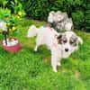 Snoopy ein lieber Kokoni Mix