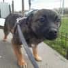 MADDOX   kleines 5monatiges Hundekin