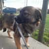 MADDOX   kleines 5monatiges Hundekin