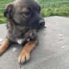MADDOX   kleines 5monatiges Hundekin