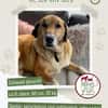 Senior Rico sucht ein Zuhause