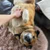 Senior Rico sucht ein Zuhause