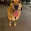 Senior Rico sucht ein Zuhause