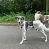 London - Wasserratte sucht Badesee