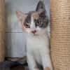 MIETTE