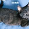 BANDIT