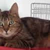 Clochette