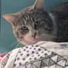 CHATOUILLE