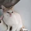 CHAOURCE QCT