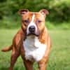 Drago