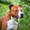 Drago
