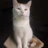 Rudek