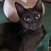 BAGHEERA