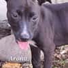 ARONA , chiot femelle Berger Créole
