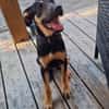 CLINT, chiot mâle Berger Créole