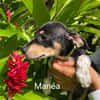 MANEA , chiot femelle Berger Créole