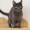 CATINESA