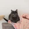 CATINESA
