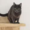 CATINESA