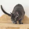 CATINESA