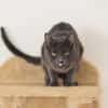 CATINESA