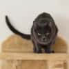 CATINESA