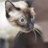 SELENE