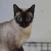 SELENE