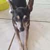ZIGGY le petit pinscher
