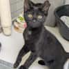 BLACKY