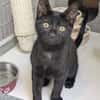 BLACKY