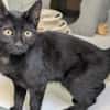BLACKY