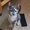 BABETH Chaton femelle type européen