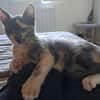 BABETH Chaton femelle type européen