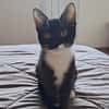 BAGHERRA, chaton femelle type européen