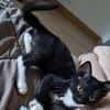 BAGHERRA, chaton femelle type européen