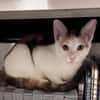 CHAT–KIRA, chaton femelle européen