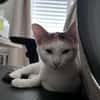 CHAT–KIRA, chaton femelle européen