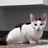 CHAT–KIRA, chaton femelle européen