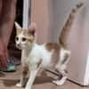 LEVI, chaton créole mâle